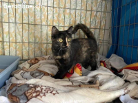 Nina sucht ihren Menschen