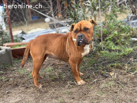 Nirmala, liebe und freundliche Hündin