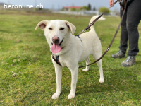 Nistor - ein sanftes Herz wartet auf sein erstes Zuhause
