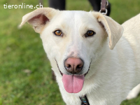 Nistor - ein sanftes Herz wartet auf sein erstes Zuhause