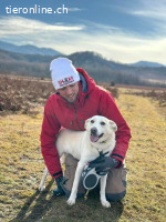 Nistor - ein sanftes Herz wartet auf sein erstes Zuhause