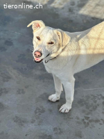 Nistor - ein sanftes Herz wartet auf sein erstes Zuhause