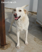 Nistor - ein sanftes Herz wartet auf sein erstes Zuhause