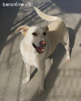 Nistor - ein sanftes Herz wartet auf sein erstes Zuhause