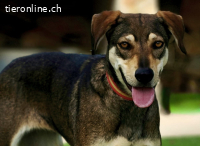 Noa - Liebevolle & freundliche Begleiterin mit viel Herz