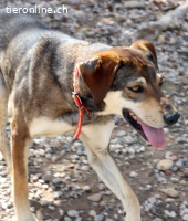 Noa - Liebevolle & freundliche Begleiterin mit viel Herz