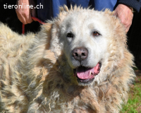 Noak - Alles nur Wunschdenken... ?