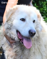 Noak - Alles nur Wunschdenken... ?