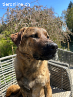 Noha Schnupfi-Bär für Kenner