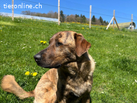 Noha Schnupfi-Bär für Kenner