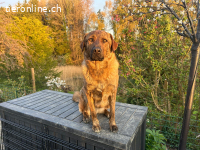 Noha Schnupfi-Bär für Kenner