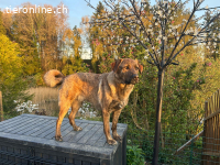 Noha Schnupfi-Bär für Kenner