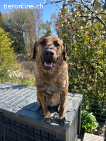 Noha Schnupfi-Bär für Kenner