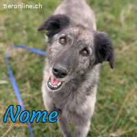 Nome sucht ihre geduldigen Menschen