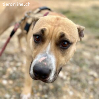 Nora (Vermittlungshilfe)