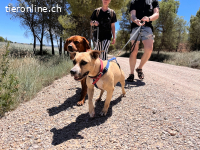 Nora (Vermittlungshilfe)