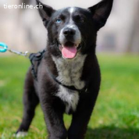 Norr - ein Sonntagskind