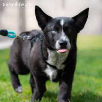 Norr - ein Sonntagskind