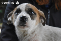 Notfall - Elenio - Ein leuchtendes Fellknäuel