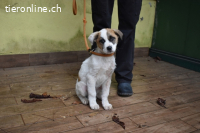 Notfall - Elenio - Ein leuchtendes Fellknäuel