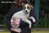 Notfall - Elenio - Ein leuchtendes Fellknäuel