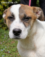 Notfall - Elenio - such dringend ein Zuhause !