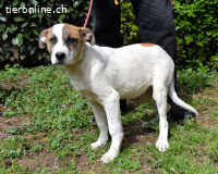 Notfall - Elenio - wartet auf seiner Pflegestelle auf Sie !