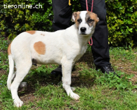 Notfall - Elenio - wartet auf seiner Pflegestelle auf Sie !