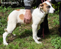 Notfall - Elenio - wartet auf seiner Pflegestelle auf Sie !