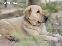 NOTFALL liebenswerte Sahiana sucht besondere Menschen