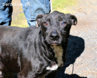 Notfall - Rhino - Wenn man nicht auffällt, geht man unter...