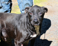 Notfall - Rhino - Wenn man nicht auffällt, geht man unter...