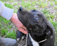 Notfall - Rhino - Wenn man nicht auffällt, geht man unter...