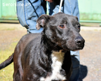 Notfall - Rhino - Wenn man nicht auffällt, geht man unter...