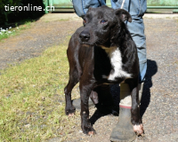 Notfall - Rhino - Wenn man nicht auffällt, geht man unter...