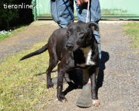 Notfall - Rhino - Wenn man nicht auffällt, geht man unter...