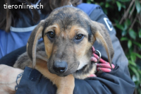 Notfall - Ugoletto - Ein Plan muss her!