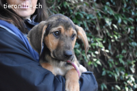 Notfall - Ugoletto - Ein Plan muss her!