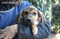 Notfall - Ugoletto - Ein Plan muss her!