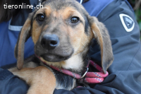 Notfall - Ugoletto - Ein Plan muss her!