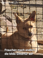 Notfellchen LUNA sucht nach dir