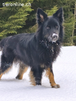 Buddy Nox - Schäfer-Bordercollie-Mischling, schlau und lieb