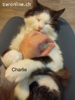 Nur im Doppelpack : Charlie  und Chesti (grau)
