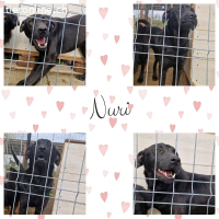 Nuri - verschmuste Labbi-Mix Hündin