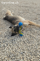 Nuvo (4 -5 Jahre)  - ein Kämpfer mit besonderem Charme