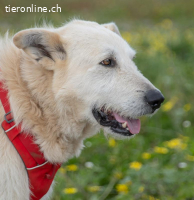 Obelix, ein tapferer Bursche!