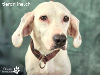 Odina