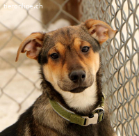 Ola liebt Menschen über alles