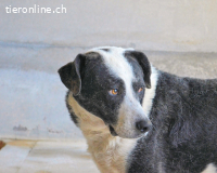 Oldrich - NIE ist einfach zu lang...