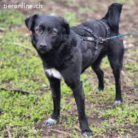 Ole – liebevoller, freundlicher junger Rüde (RESERVIERT)